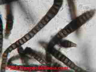 Taeoniella phialosperma mold photos © D Friedman at InspectApedia.com 